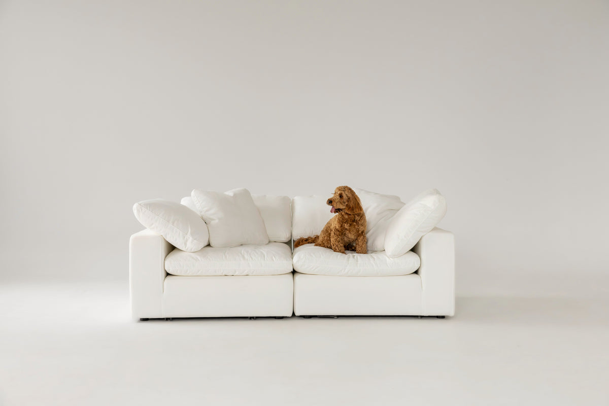 Cloud Classic 2-piece sofa with a dog sitting on it