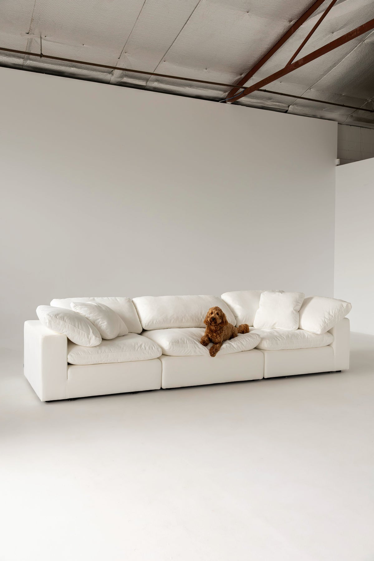 Cloud Classic 3-piece sofa with a dog resting on it